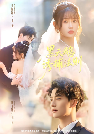 黑天鹅诱捕法册(80集) 黑天鹅诱捕法册(80集)夸克网盘观看