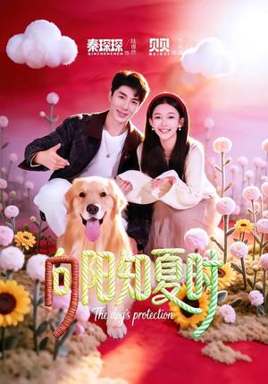 向阳知夏时（80集）在哪个平台看